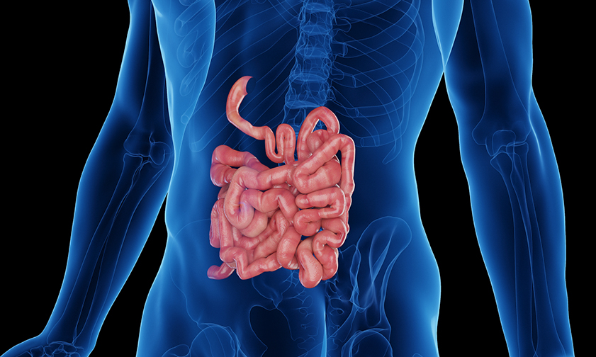 image of small intestines