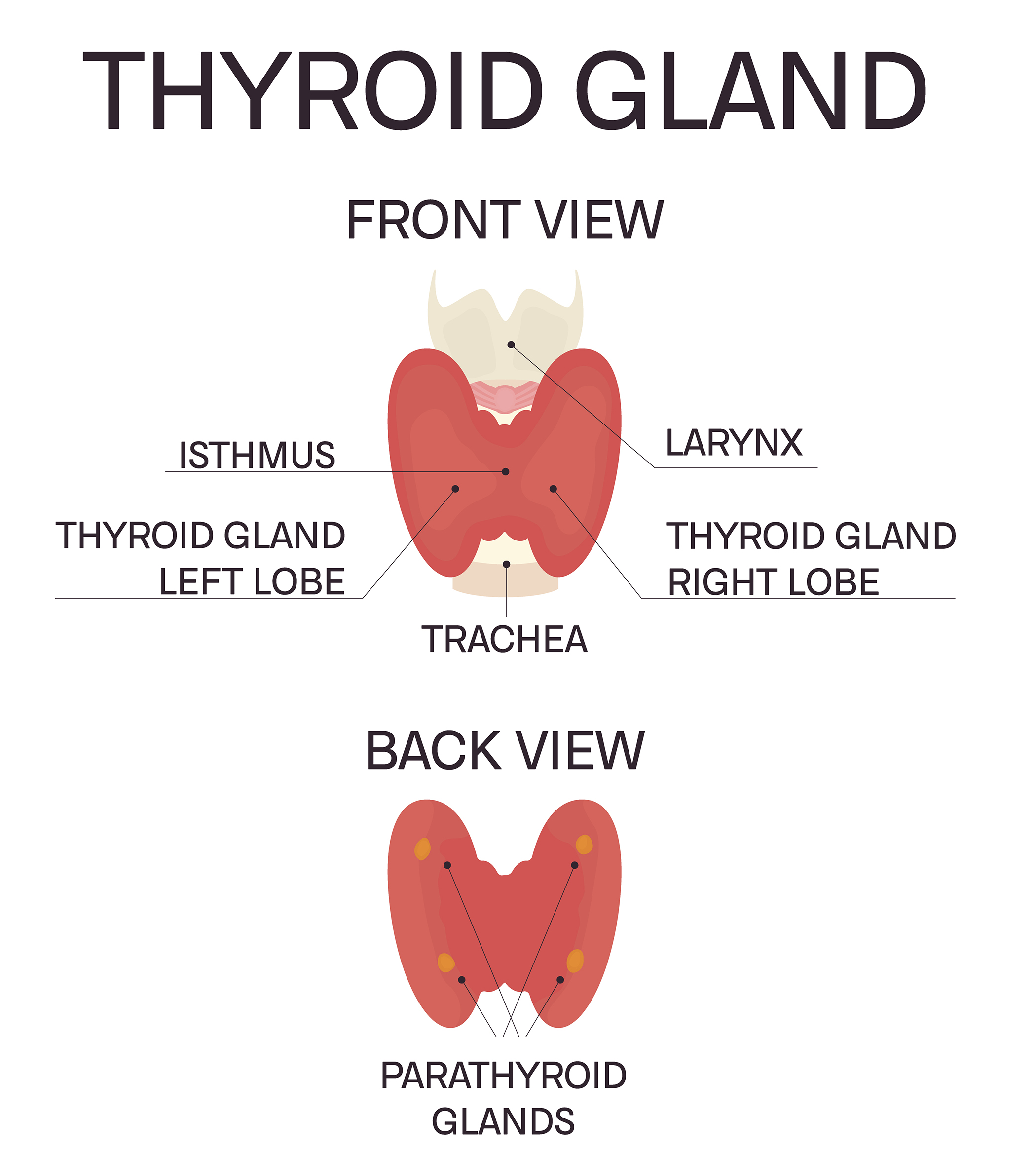 Diagram of the Thyroid Gland