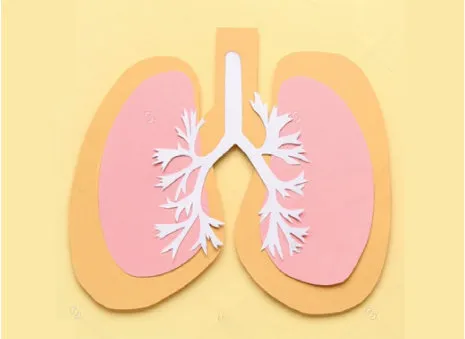 An illustration of lungs