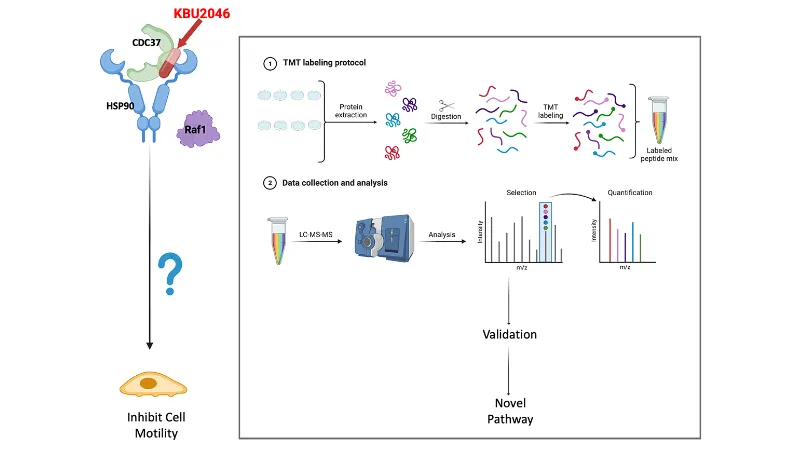 Research workflow diagram showing the compound KBU2046 interacting with cellular proteins and a proteomics analysis process using TMT labeling and LC-MS/MS to identify signaling pathways involved in inhibiting cell motility.