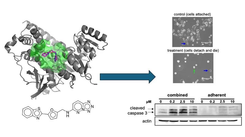 Scientific illustration showing a protein structure and small-molecule compound linked to experimental results demonstrating cancer cell detachment and cell death after treatment, including microscopy images and western blot analysis of cleaved caspase 3 expression.